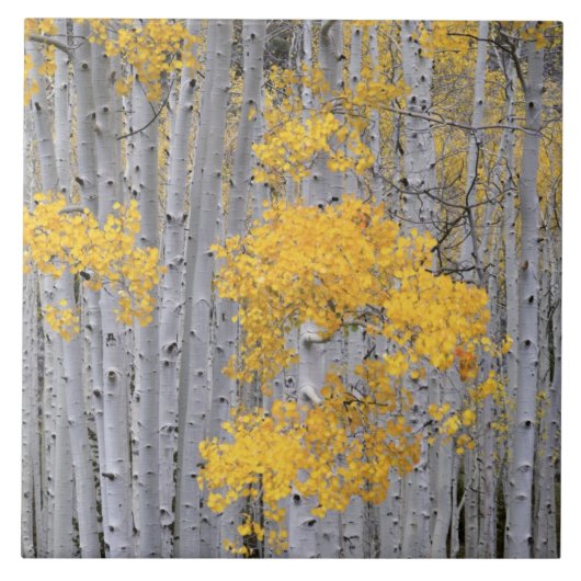 UTAH. USA. Espenwald (Populus tremuloides) in Fliese (Vorderseite)