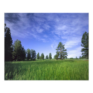 UTAH. USA. Gelb-Kiefern (Pinus ponderosa) & Fotodruck