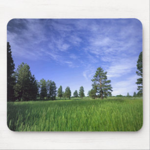 UTAH. USA. Gelb-Kiefern (Pinus ponderosa) & Mousepad