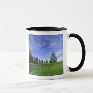 UTAH. USA. Gelb-Kiefern (Pinus ponderosa) & Tasse