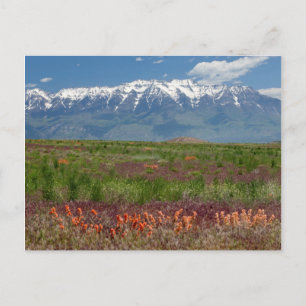 Utah, USA. Mt. Timpanogos erhebt sich darüber Postkarte
