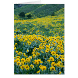 UTAH. USA. Pfeilblättrige Balsamwurzel Balsamorhiz