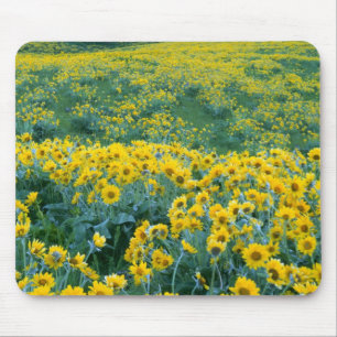 UTAH. USA. Pfeilblättrige Balsamwurzel Balsamorhiz Mousepad