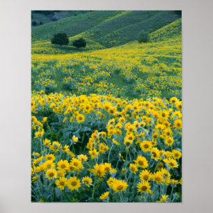 UTAH. USA. Pfeilblättrige Balsamwurzel Balsamorhiz Poster
