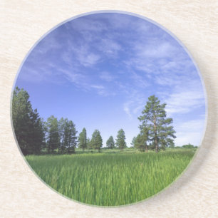 UTAH. USA. Ponderosa pines Pinus ponderosa) Getränkeuntersetzer