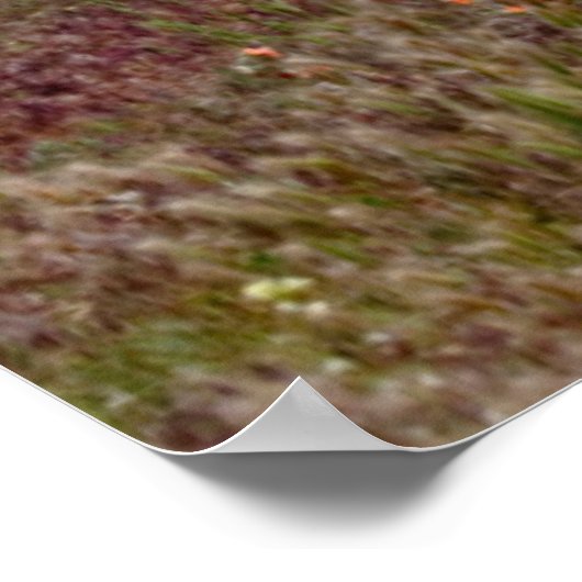 Utah, USA Timpanogos Poster (Ecke)