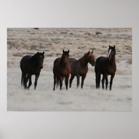 Utah Wild Mustangs Poster (Vorne)