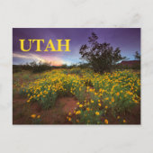 Utah Wüste Wildblumen Postkarte (Vorderseite)