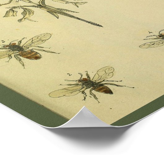 Uterus Abdomen Arteries Bienen Anatomie Kunst Prin Poster (Ecke)