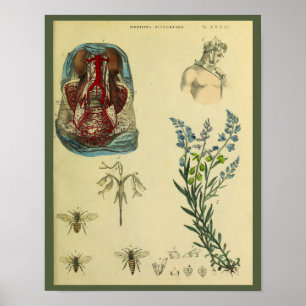 Uterus Abdomen Arteries Bienen Anatomie Kunst Prin Poster