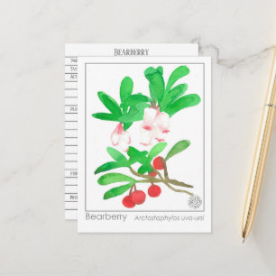 Uva Ursi Bärentraube Kraut Materia Medica Postkarte