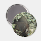 UW Angel Fish Magnet: chan-chemuyil.com Magnet (Vorderseite/Rückseite)