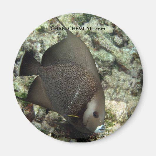 UW Angel Fish Magnet: chan-chemuyil.com Magnet (Vorne)