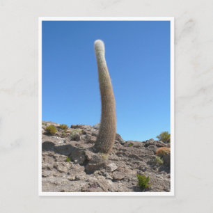Uyuni-Kakteen hoch Postkarte