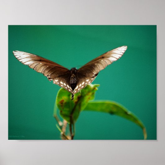 V Drucken Poster (Vorne)