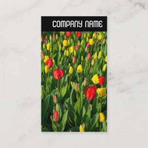 V Header - Farbige Tulpen II Visitenkarte