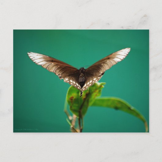 V Postkarte (Vorderseite)