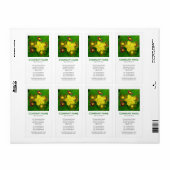 V Square Foto - Hypericum perforatum (Vorne)