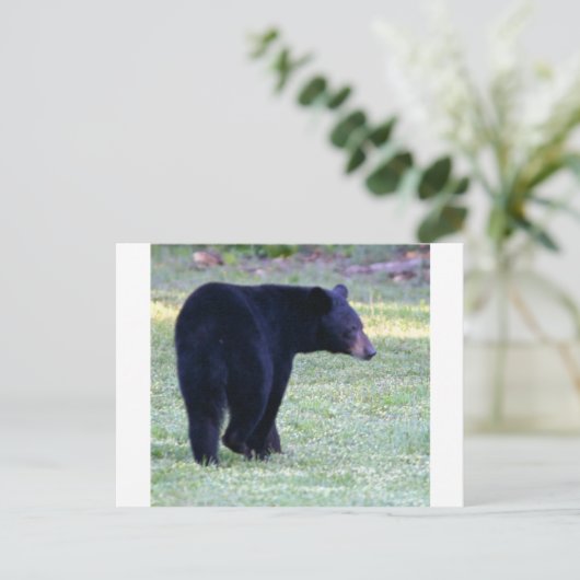 va schwarzer Bär Postkarte (Stehend Vorderseite)