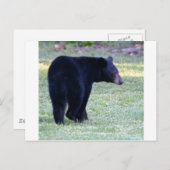 va schwarzer Bär Postkarte (Vorne/Hinten)