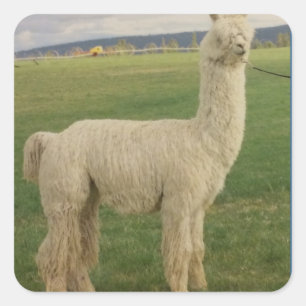 Va Va Va Voom Alpaca Aufkleber