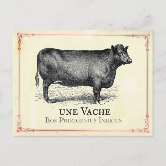 Vache Cow Postkarte (Vorderseite)