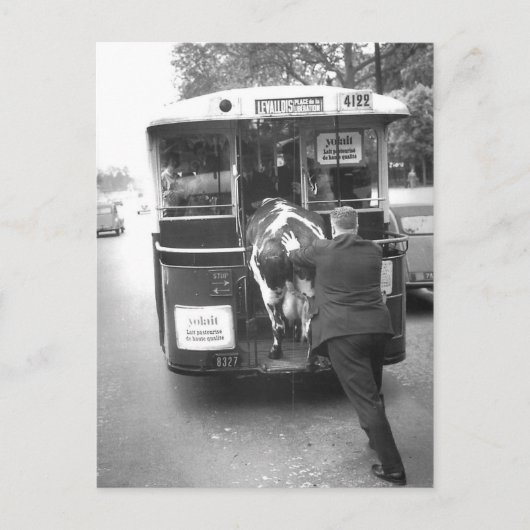Vache dans le tramway postkarte (Vorderseite)