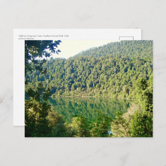 Valdivian Temperate Forest, Chile Postkarte (Vorne/Hinten)