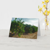 Valencia Orange Grove Karte (Gelbe Blume)