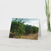 Valencia Orange Grove Karte (Vorderseite)