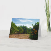 Valencia Orange Grove Karte (Vorderseite)