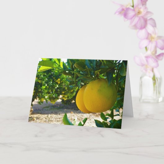 Valencia Orange Grove Portrait Karte (Orchidee)
