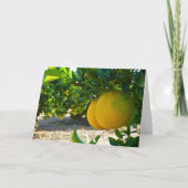 Valencia Orange Grove Portrait Karte (Vorderseite)