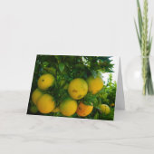 Valencia Orange in Orange Grove Karte (Vorderseite)