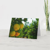 Valencia Orange in Orange Grove Karte (Vorderseite)