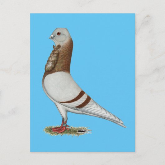 Valencian Figurita Pigeon Postkarte (Vorderseite)