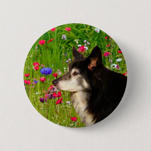 Valentine Border Collie mit wunderschönen Blume Button (Vorderseite)