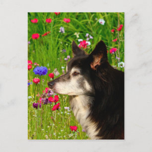Valentine Border Collie mit wunderschönen Blume Feiertagspostkarte