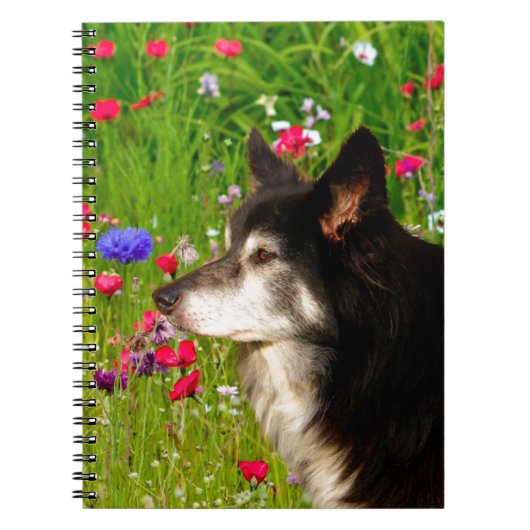 Valentine Border Collie mit wunderschönen Blume Notizblock (Vorderseite)