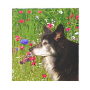 Valentine Border Collie mit wunderschönen Blume Notizblock