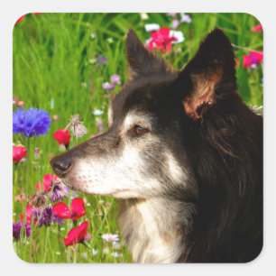 Valentine Border Collie mit wunderschönen Blume Quadratischer Aufkleber