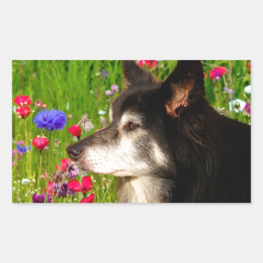 Valentine Border Collie mit wunderschönen Blume Rechteckiger Aufkleber (Vorderseite)