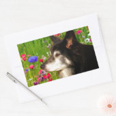 Valentine Border Collie mit wunderschönen Blume Rechteckiger Aufkleber (Umschlag)