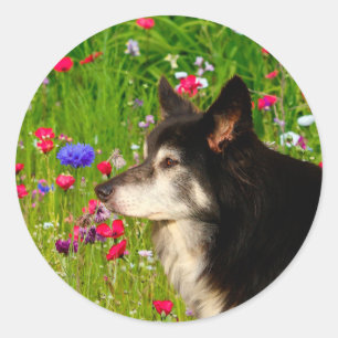 Valentine Border Collie mit wunderschönen Blume Runder Aufkleber