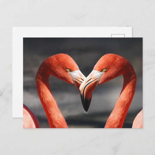 Valentine Flamingo Postkarte (Vorne/Hinten)