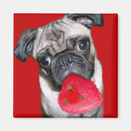 Valentine-Mops-Magnet Magnet (Vorne)
