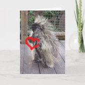 Valentine Porcupine Feiertagskarte (Vorderseite)