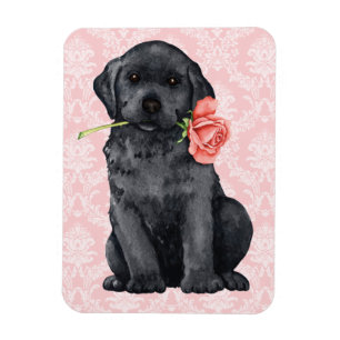 Valentine Rose Black Lab Magnet