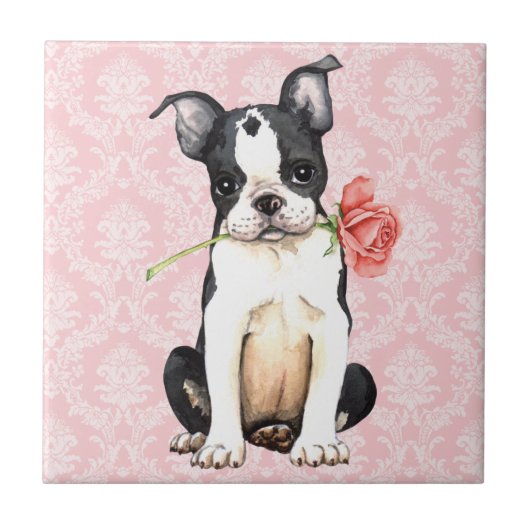 Valentine Rose Boston Terrier Fliese (Vorderseite)