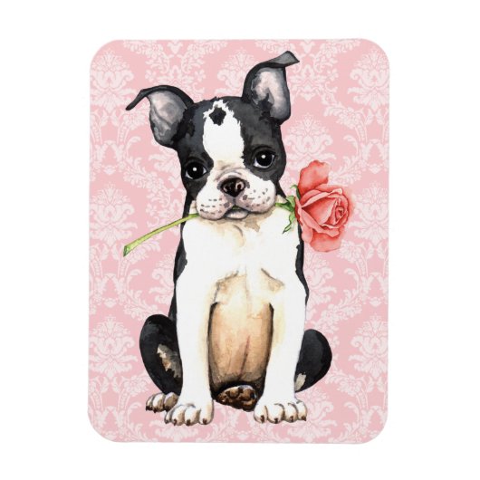 Valentine Rose Boston Terrier Magnet (Vertikal)